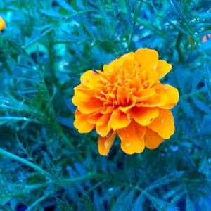 Meet your Posher, Renee